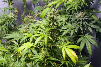 cannabis-indoor-growing